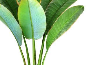 ravenala palm 3D Model