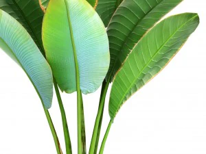 ravenala palm 3D Model