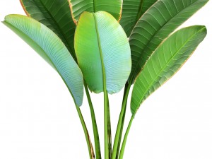 ravenala palm 3D Model