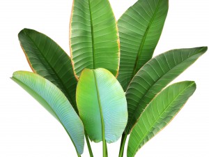 ravenala palm 3D Model