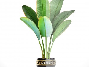 ravenala palm 3D Model