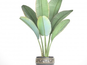 ravenala palm 3D Model