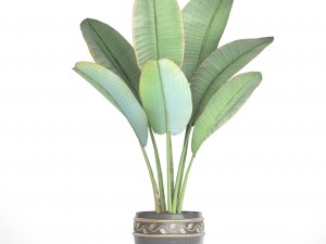 ravenala palm 3D Model