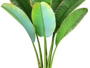 ravenala palm 3D Model