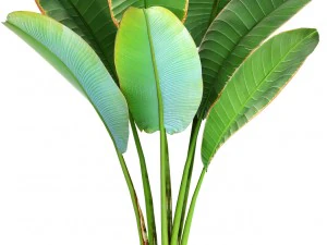 ravenala palm 3D Model