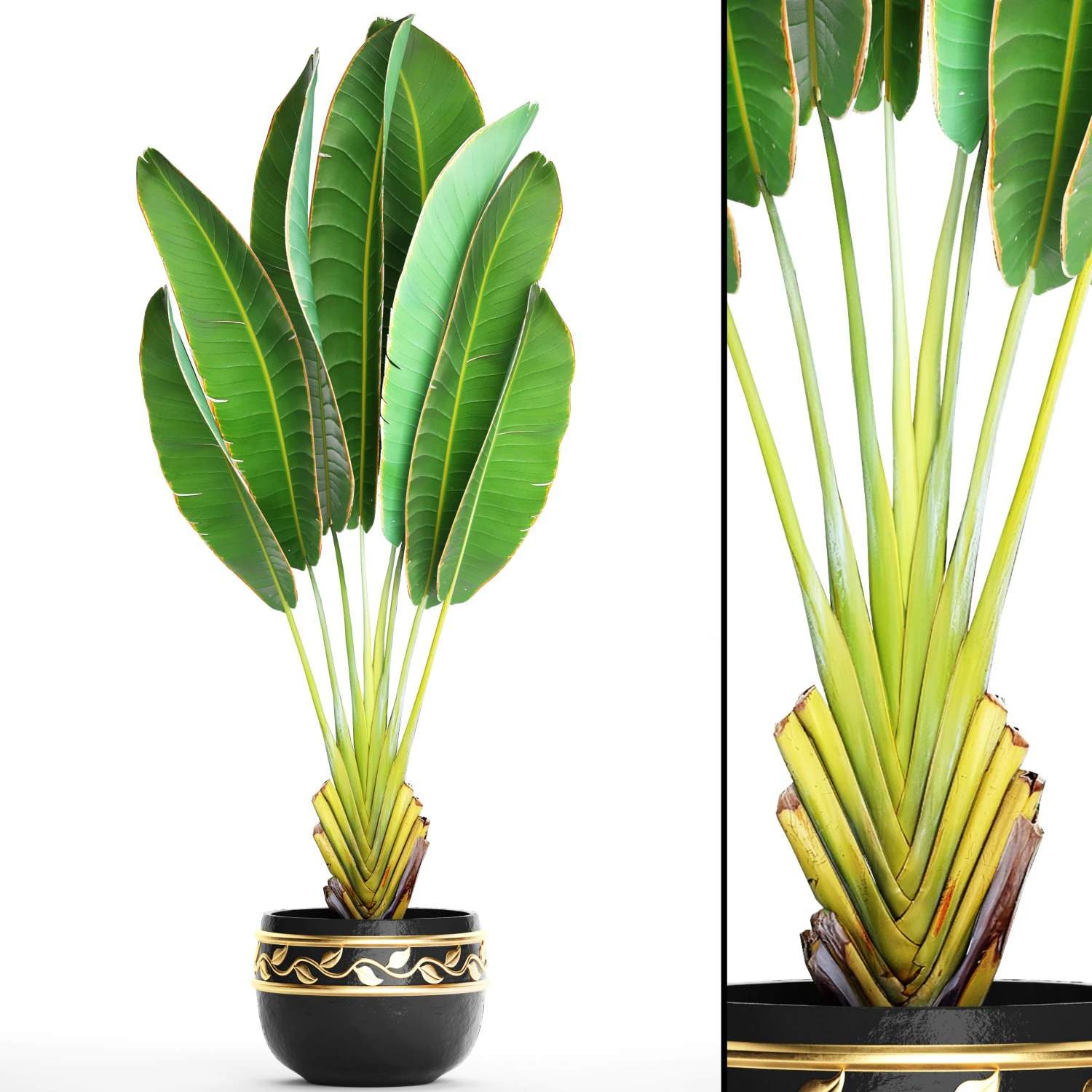 ravenala palm 3D Model .c4d .max .obj .3ds .fbx .stl .blend 
