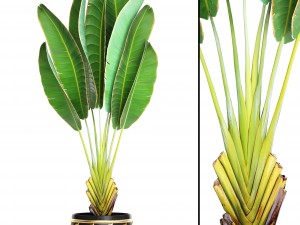 ravenala palm 3D 模型