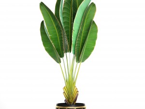 ravenala palm Modello 3D