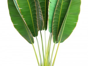 ravenala palm Modello 3D