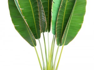 ravenala palm 3D Model