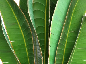 ravenala palm Modello 3D