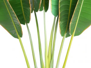 ravenala palm 3D Model