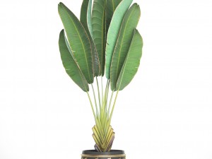 ravenala palm Modello 3D