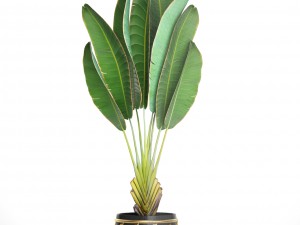 ravenala palm Modello 3D