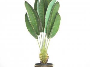 ravenala palm 3D Model