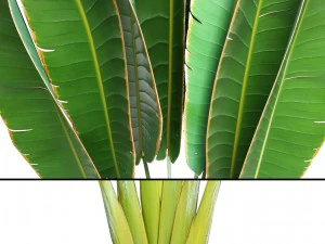 ravenala palm 3D Model