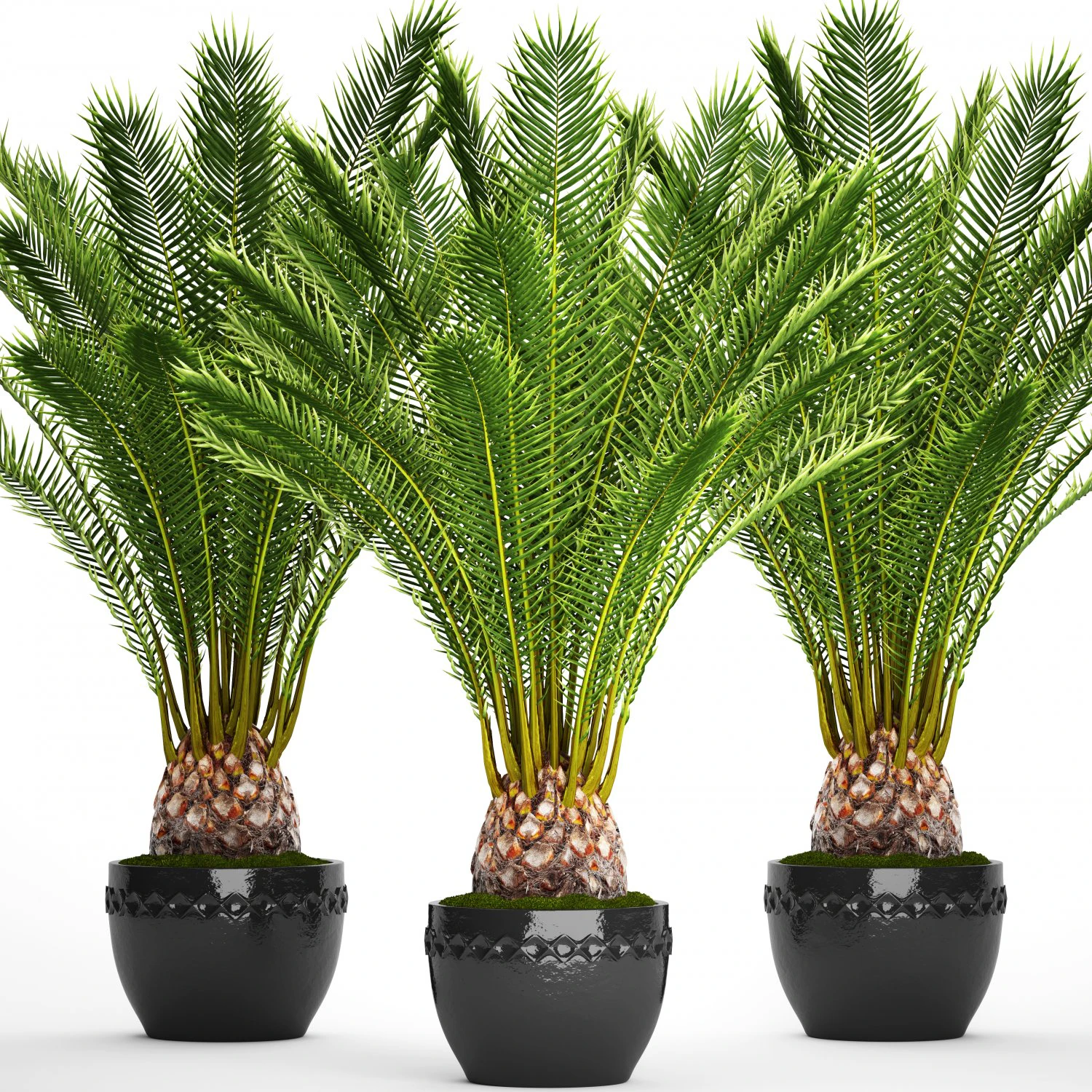 date palm 3D Model .c4d .max .obj .3ds .fbx .stl .blend 