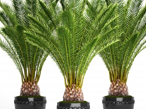 date palm 3D 모델