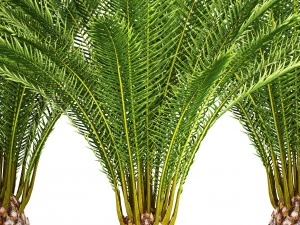 date palm 3D Model