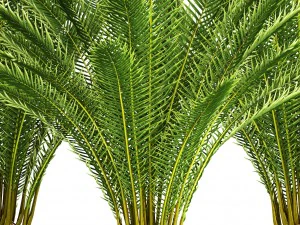 date palm 3D Model