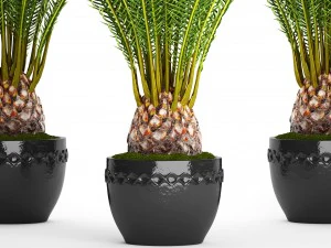 date palm 3D Model