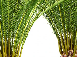 date palm 3D Model
