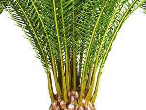 date palm 3D Model