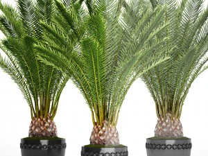 date palm 3D Model