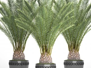 date palm 3D Model