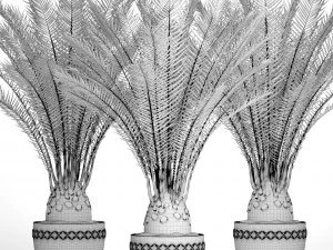 date palm 3D Model