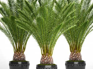 date palm 3D Model