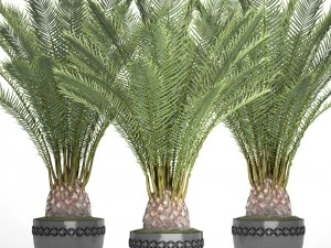 date palm 3D Model