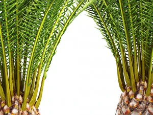 date palm 3D Model