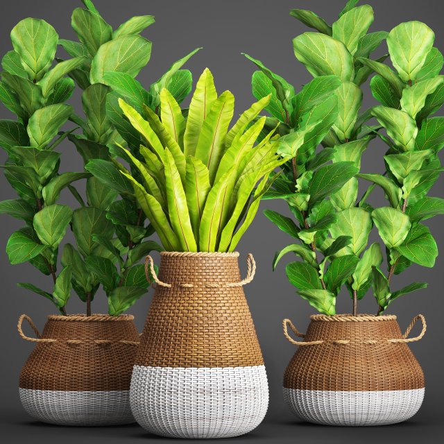 collection plants Modelo 3D .c4d .max .obj .3ds .fbx .stl .blend