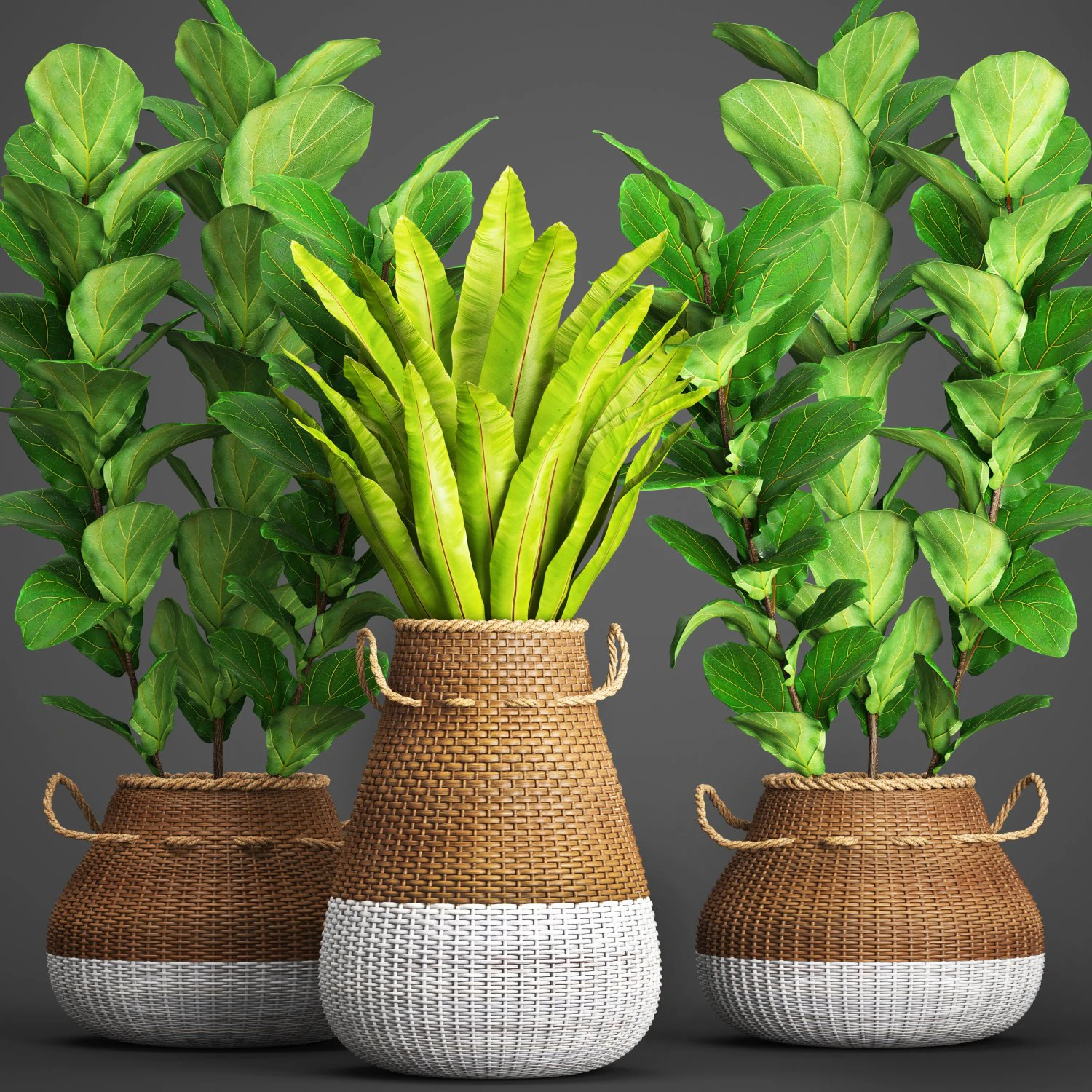 collection plants 3D Model .c4d .max .obj .3ds .fbx .stl .blend