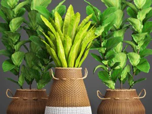 collection plants 3D Model