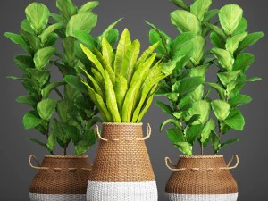 collection plants 3D Model