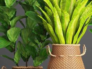 collection plants Modelo 3D