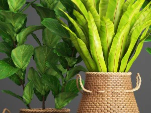 collection plants 3D Model