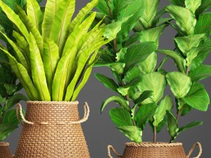 collection plants 3D Model