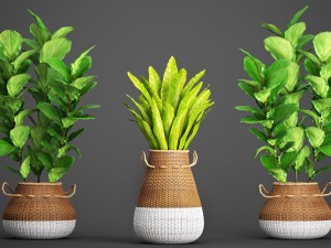 collection plants Modelo 3D