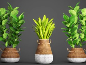 collection plants 3D Model