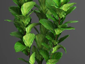 collection plants 3D Model