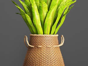 collection plants Modelo 3D