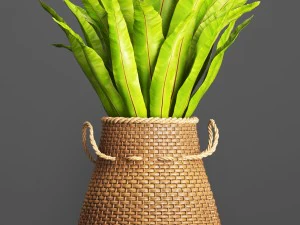 collection plants 3D Model