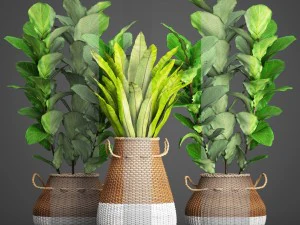 collection plants 3D Model