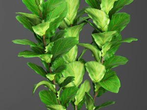 collection plants 3D Model