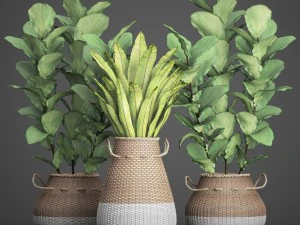 collection plants 3D Model