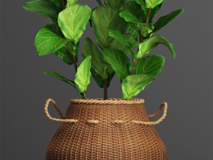 collection plants Modelo 3D
