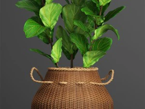 collection plants 3D Model